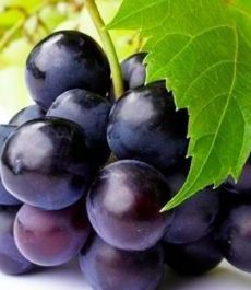 anggur hitam bermanfaat mencegah penuaan dini